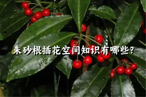 朱砂根插花空间知识有哪些？