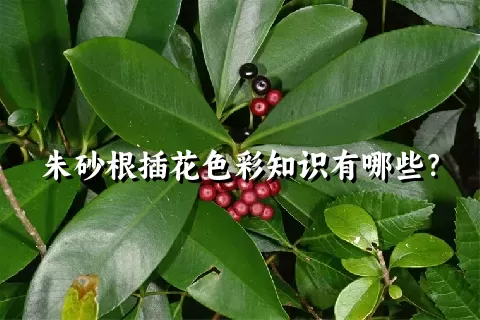 朱砂根插花色彩知识有哪些？