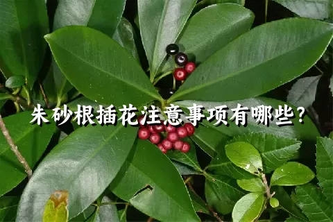 朱砂根插花注意事项有哪些？