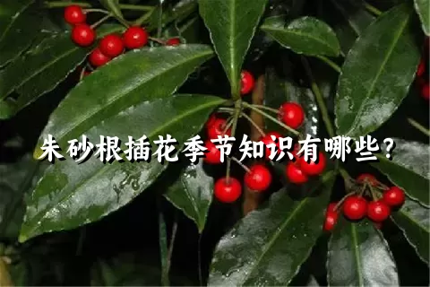 朱砂根插花季节知识有哪些？