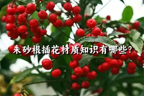 朱砂根插花材质知识有哪些？