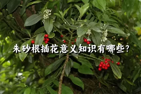 朱砂根插花意义知识有哪些？