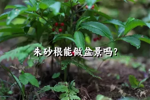 朱砂根能做盆景吗？