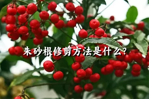 朱砂根修剪方法是什么？