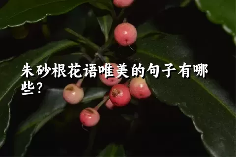 朱砂根花语唯美的句子有哪些？