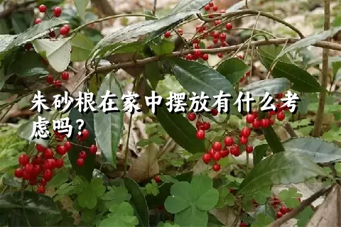 朱砂根在家中摆放有什么考虑吗？