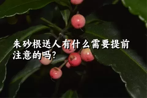 朱砂根送人有什么需要提前注意的吗？