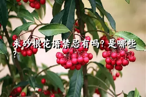 朱砂根花语禁忌有吗？是哪些？