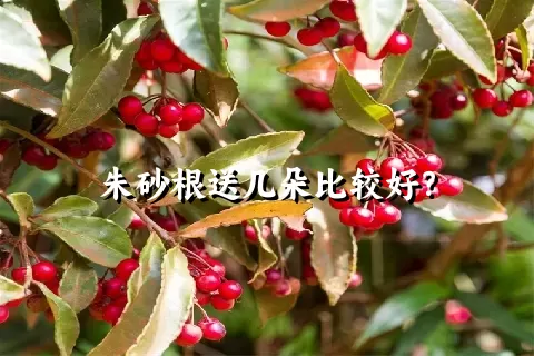 朱砂根送几朵比较好？