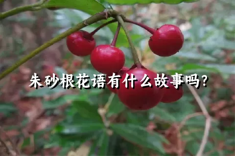 朱砂根花语有什么故事吗？