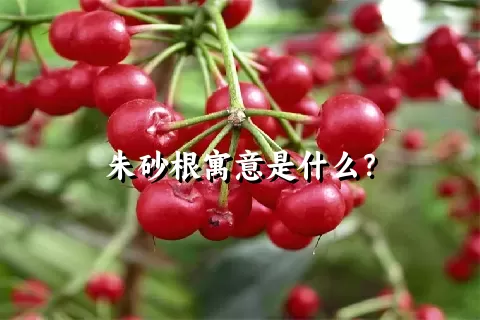 朱砂根寓意是什么？