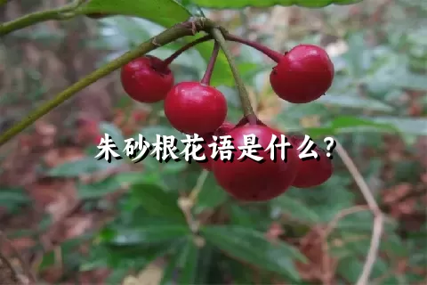 朱砂根花语是什么？