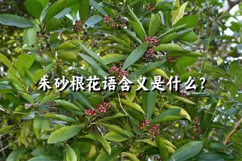 朱砂根花语含义是什么？