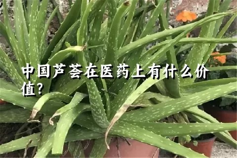 中国芦荟在医药上有什么价值？