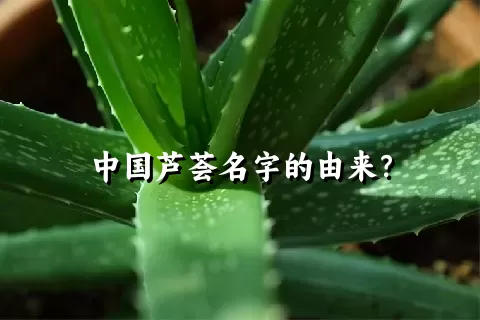 中国芦荟名字的由来？