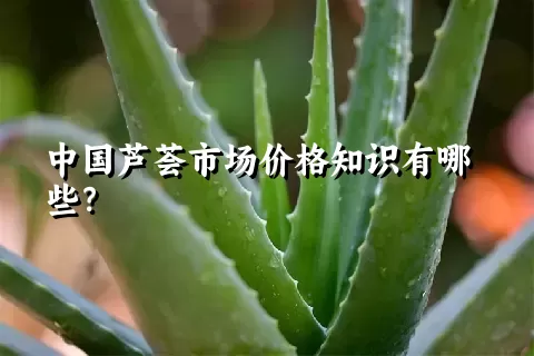 中国芦荟市场价格知识有哪些？