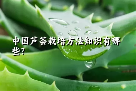 中国芦荟栽培方法知识有哪些？