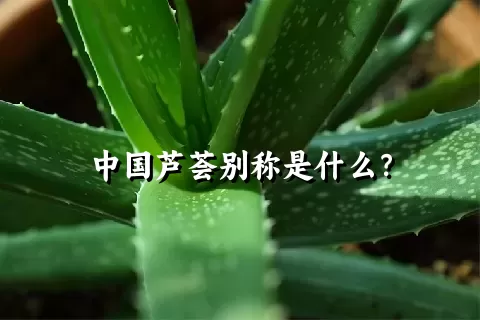 中国芦荟别称是什么？