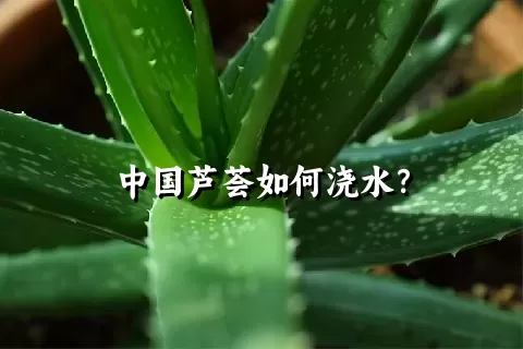 中国芦荟如何浇水？