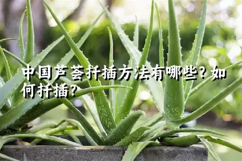 中国芦荟扦插方法有哪些？如何扦插？