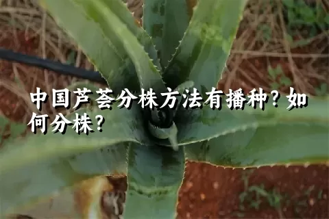 中国芦荟分株方法有播种？如何分株？