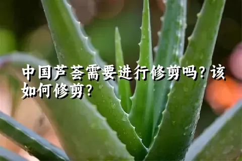 中国芦荟需要进行修剪吗？该如何修剪？