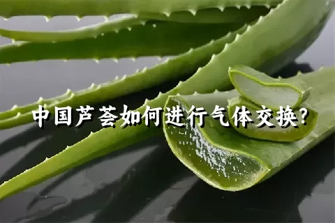 中国芦荟如何进行气体交换？