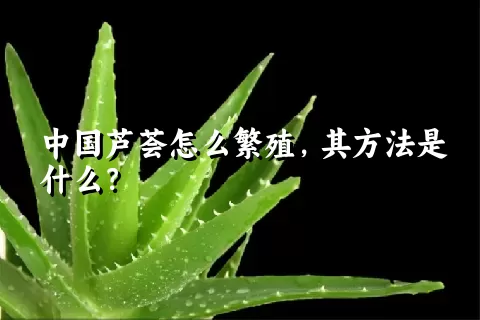 中国芦荟怎么繁殖，其方法是什么？