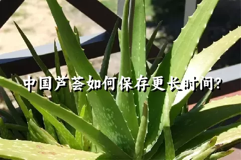 中国芦荟如何保存更长时间？