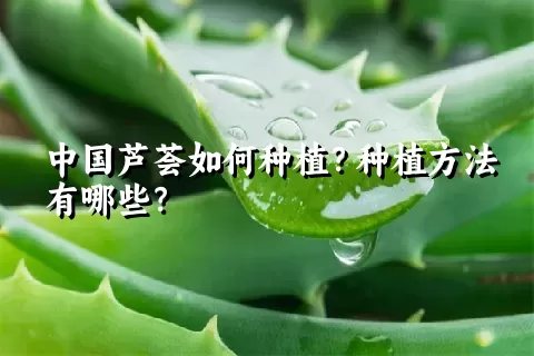 中国芦荟如何种植？种植方法有哪些？