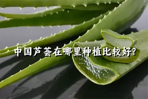 中国芦荟在哪里种植比较好？