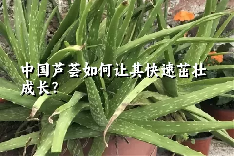 中国芦荟如何让其快速茁壮成长？