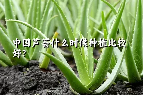 中国芦荟什么时候种植比较好？