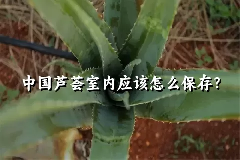 中国芦荟室内应该怎么保存？