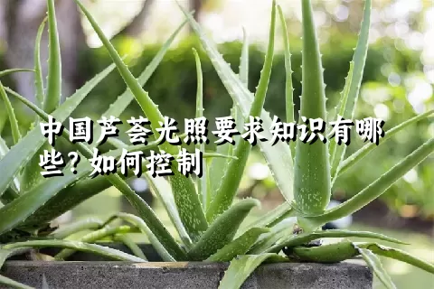 中国芦荟光照要求知识有哪些？如何控制