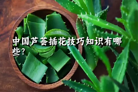 中国芦荟插花技巧知识有哪些？