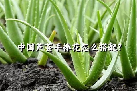 中国芦荟手捧花怎么搭配？