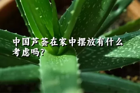 中国芦荟在家中摆放有什么考虑吗？