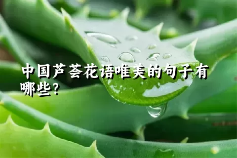 中国芦荟花语唯美的句子有哪些？