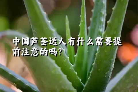 中国芦荟送人有什么需要提前注意的吗？