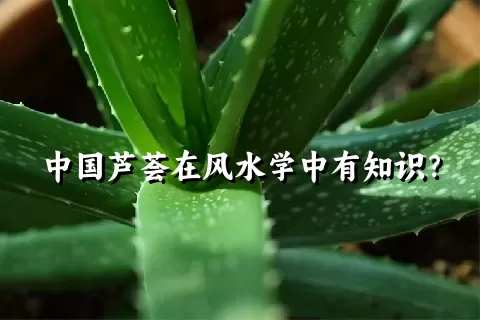 中国芦荟在风水学中有知识？