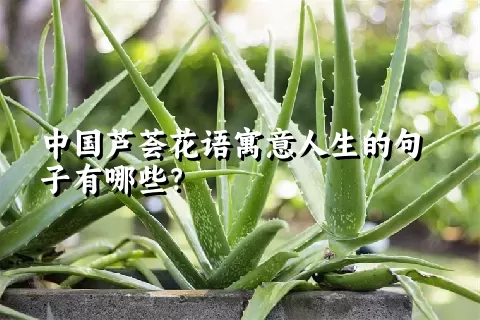 中国芦荟花语寓意人生的句子有哪些？