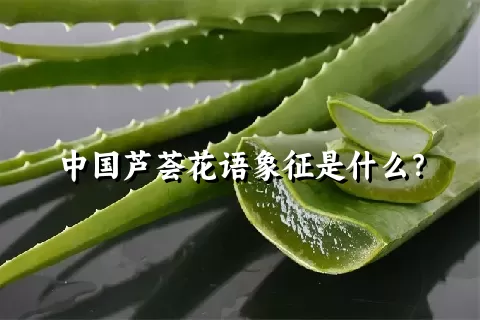 中国芦荟花语象征是什么？