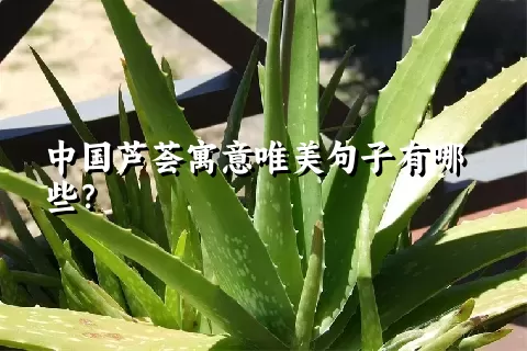 中国芦荟寓意唯美句子有哪些？