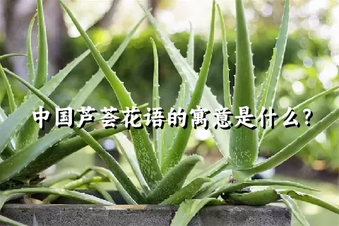 中国芦荟花语的寓意是什么？