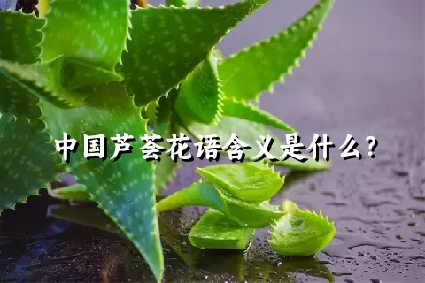 中国芦荟花语含义是什么？