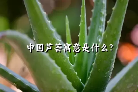 中国芦荟寓意是什么？