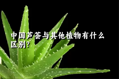 中国芦荟与其他植物有什么区别？