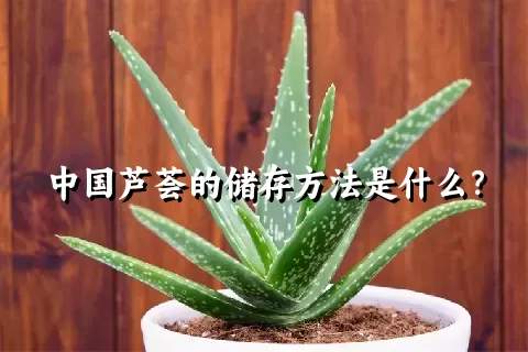 中国芦荟的储存方法是什么？