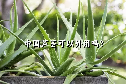 中国芦荟可以外用吗？